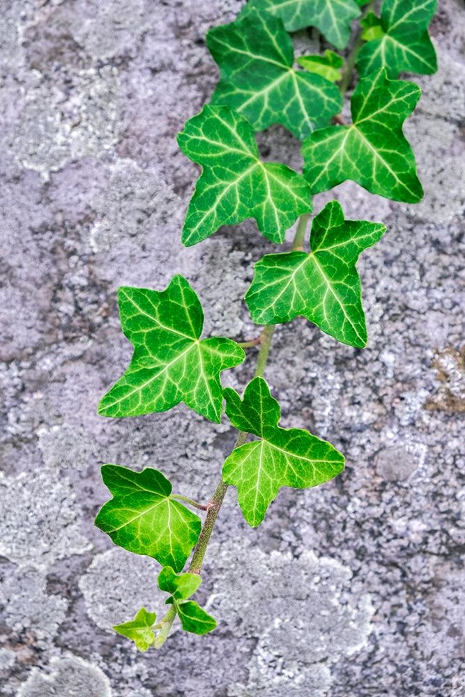 Ivy growing on granite art print by Lisa S. Engelbrecht for $57.95 CAD